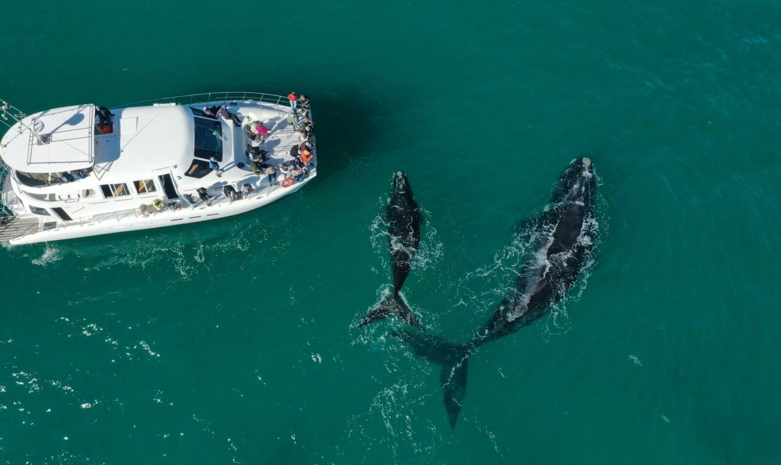Hermanus Whale Watching