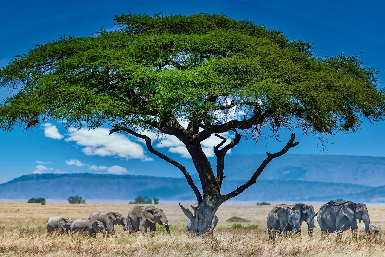 Discover Africa Like Never Before: Your Ultimate Guide to East Africa Tours
