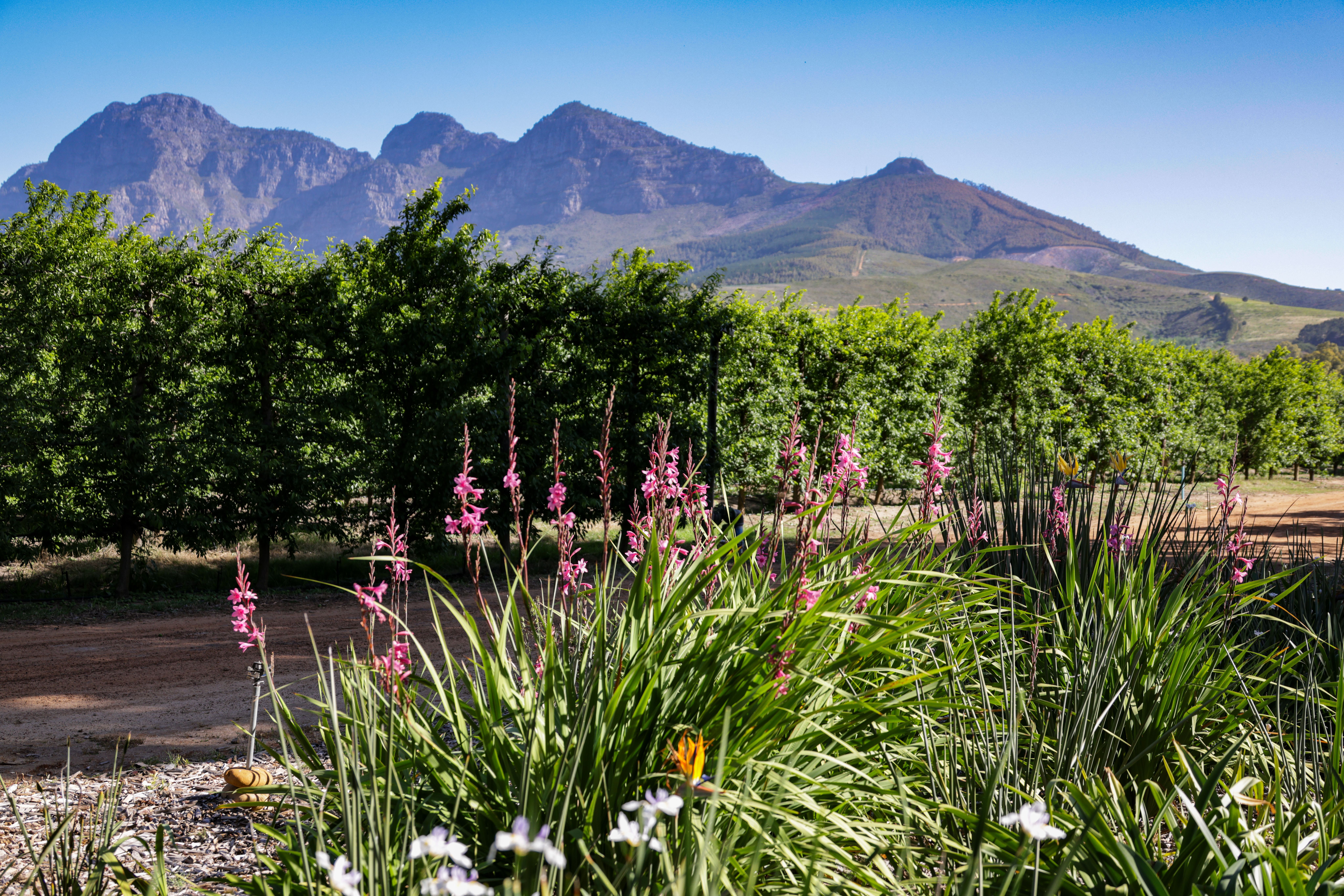 cape wineland